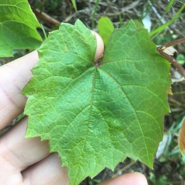 Vitis rotundifolia Лист