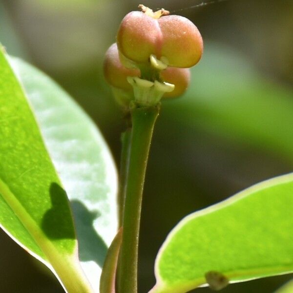 Euphorbia pyrifolia Fruto
