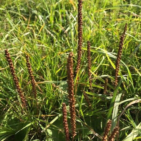 Plantago major Flower