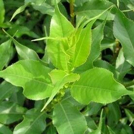 Salix pyrifolia Blatt