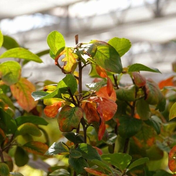 Aronia melanocarpa Hábito