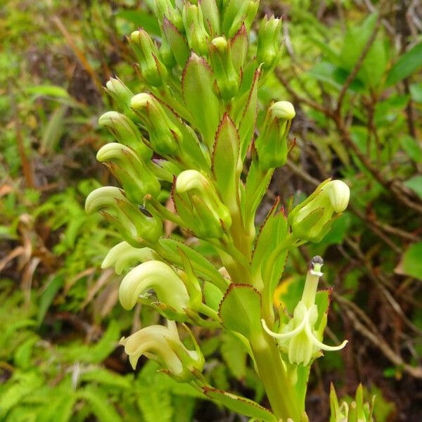 Lobelia stricta