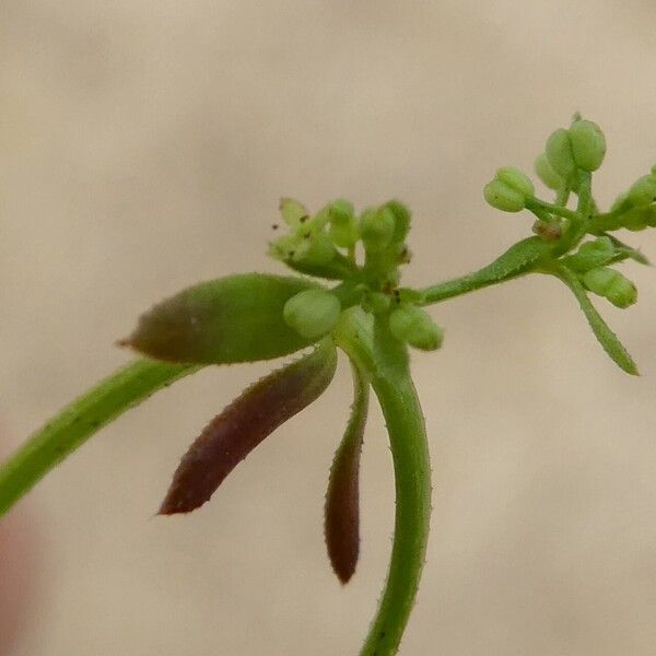 Galium parisiense Lapas