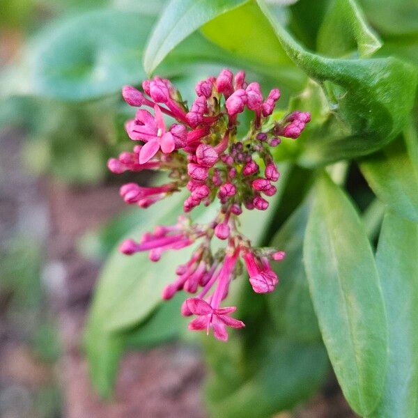 Valeriana rubra Flower