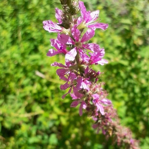 Lythrum salicaria Kukka