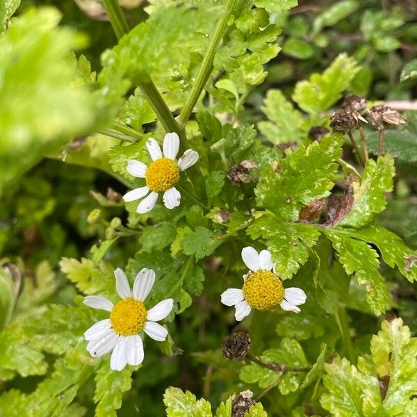 Tanacetum parthenium Цветок