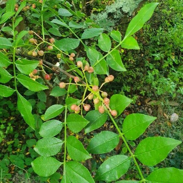 Zanthoxylum americanum Fruit