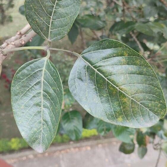 Erythrina fusca Leaf