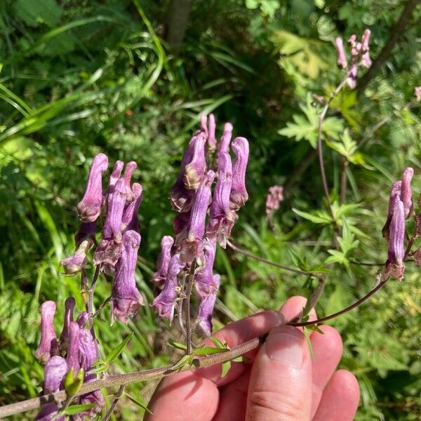 Aconitum lycoctonum ফুল