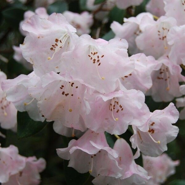 Rhododendron williamsianum Flower