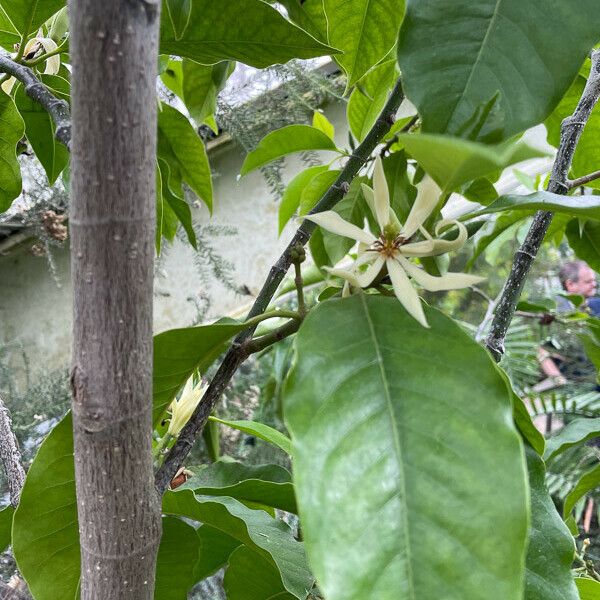 Magnolia champaca Rhisgl