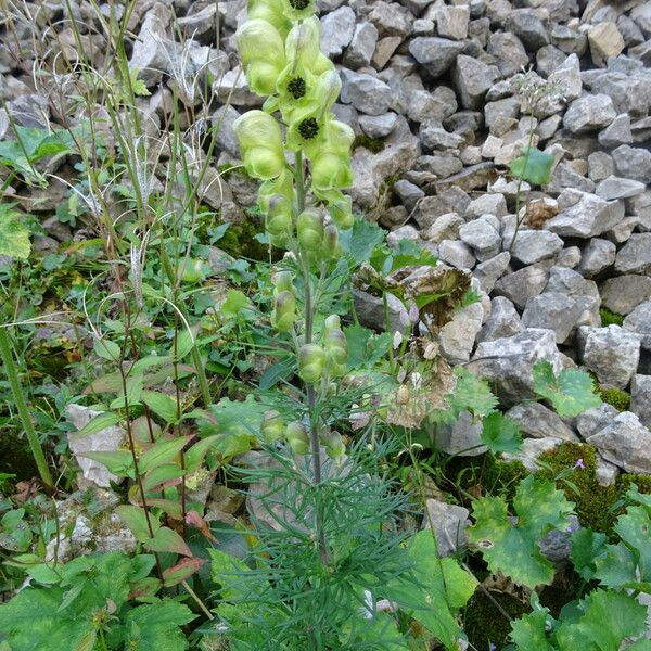 Aconitum anthora Blad