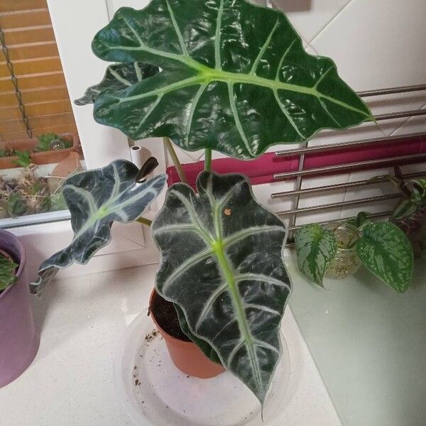 Alocasia sanderiana Leht