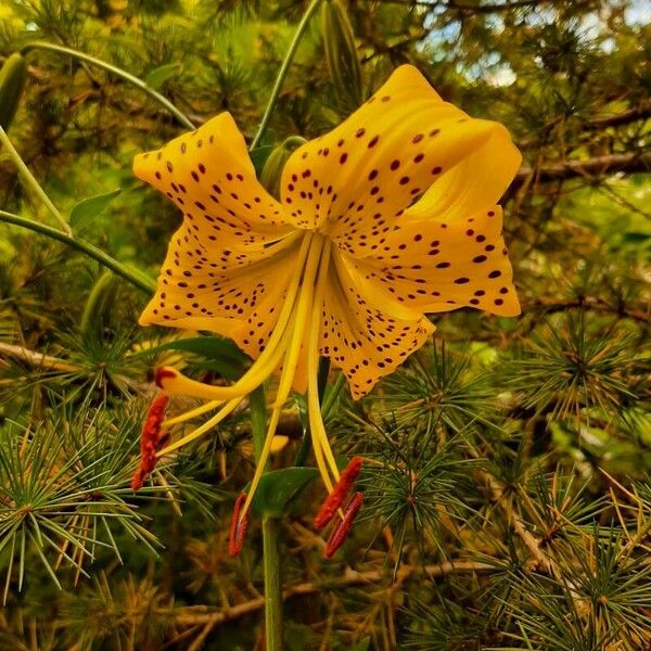 Lilium lancifolium Kvet