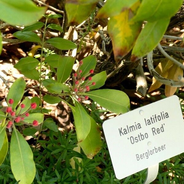 Kalmia latifolia Altres