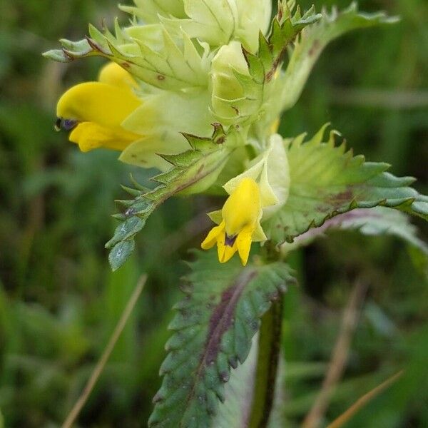 Rhinanthus major Kvet