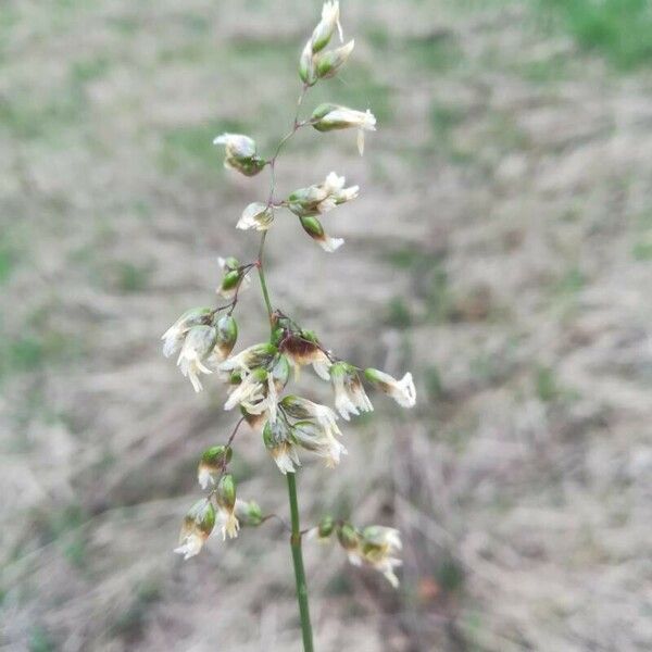 Hierochloe odorata Flower