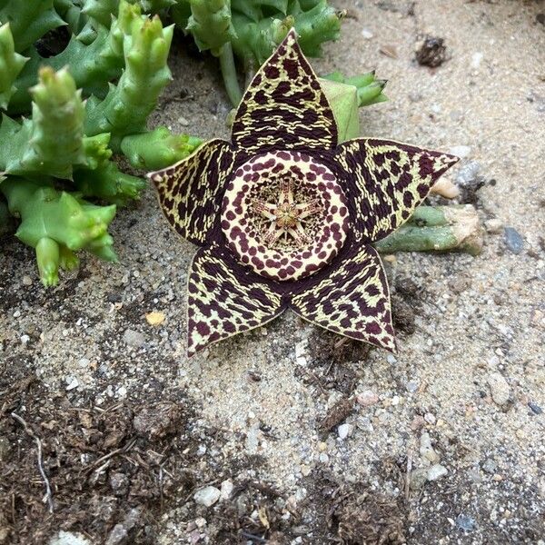 Orbea variegata Flor