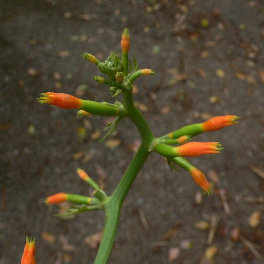 Gurania lobata Flower