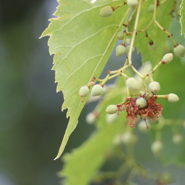 Tilia amurensis Blüte