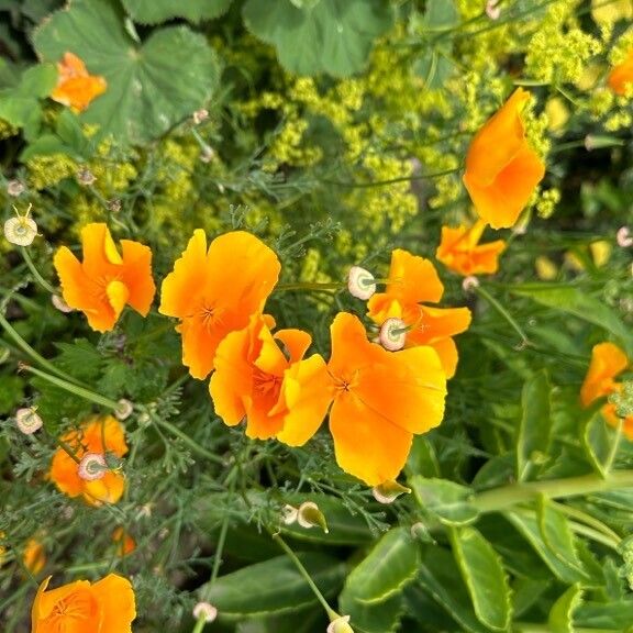 Eschscholzia californica Cvet