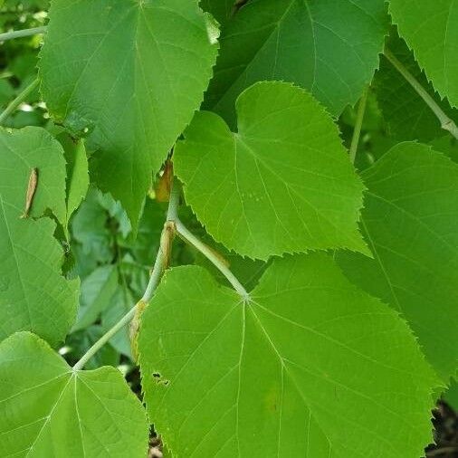 Tilia platyphyllos Φύλλο