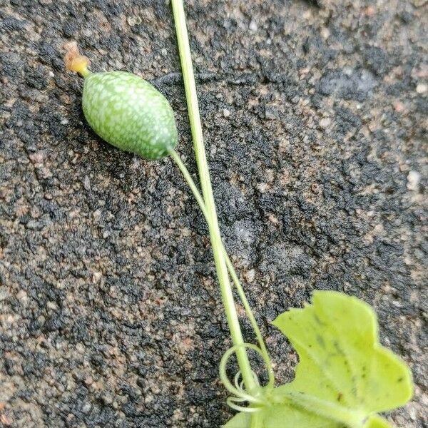 Melothria pendula Fruit