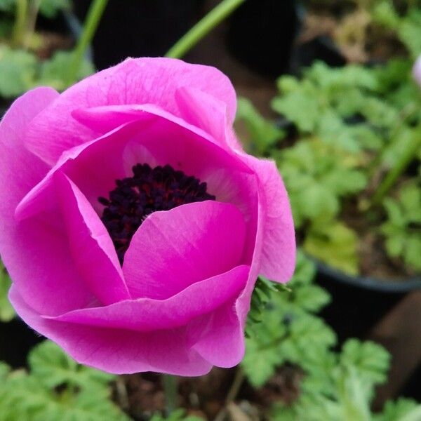 Anemone coronaria Λουλούδι