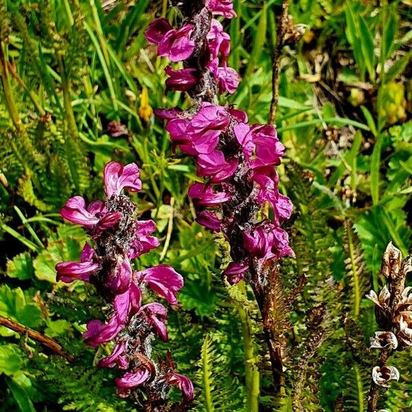 Pedicularis cenisia Flower