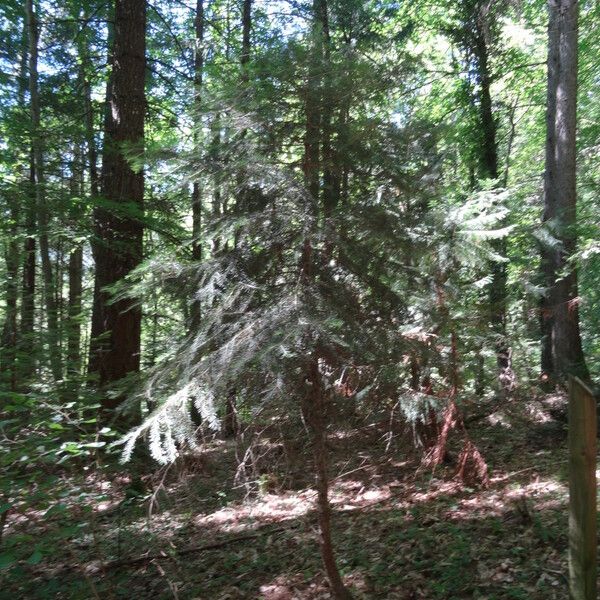 Abies concolor ശീലം