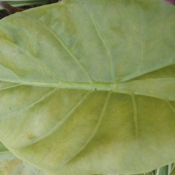 Alocasia cucullata Folha