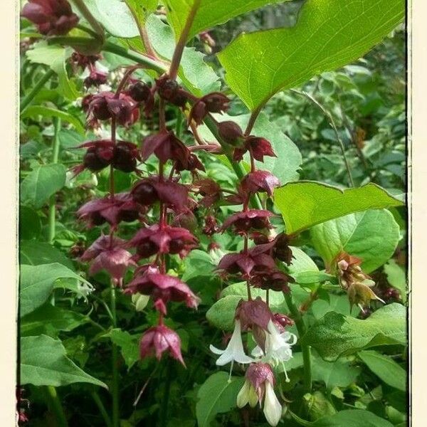 Leycesteria formosa फूल