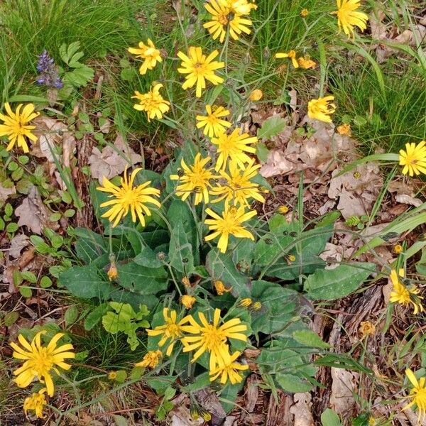 Hieracium lachenalii عادت