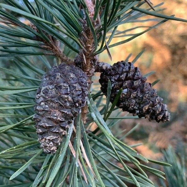 Pinus sylvestris 果實