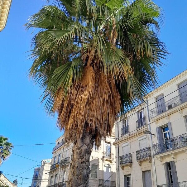 Washingtonia robusta Tervik taim