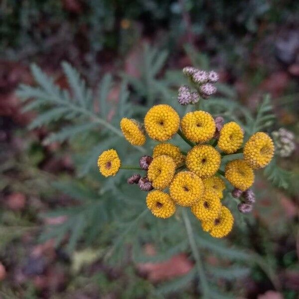 Tanacetum vulgare 花