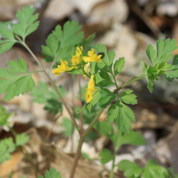 Corydalis flavula Habit