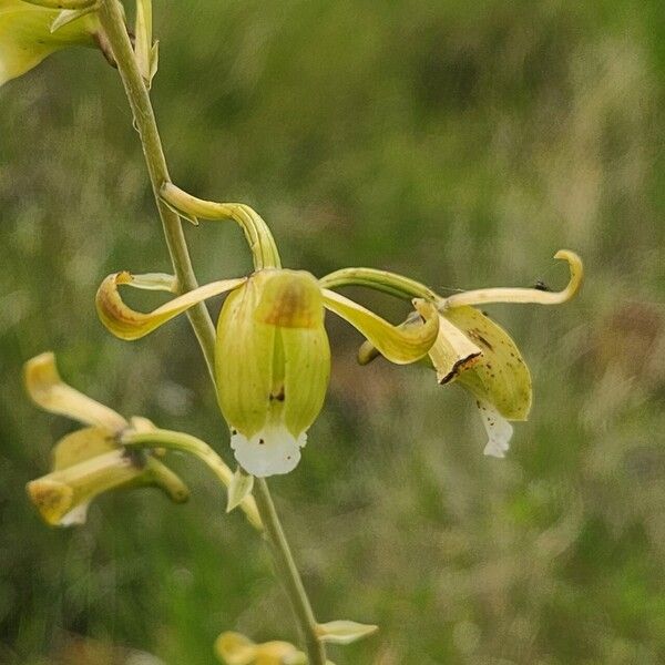 Eulophia petersii Flor