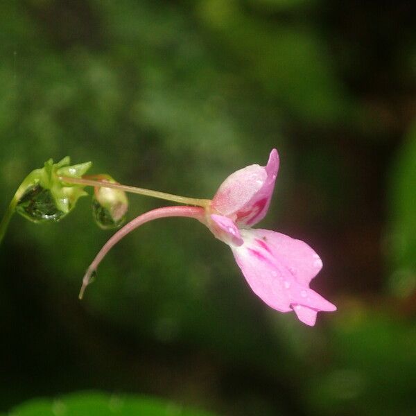 Impatiens filicornu Blodyn