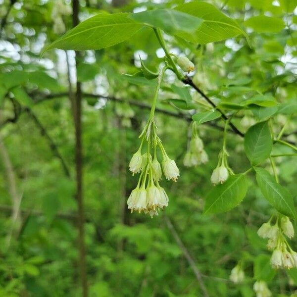 Staphylea trifolia Flower