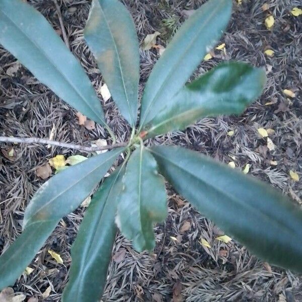 Corymbia citriodora 葉