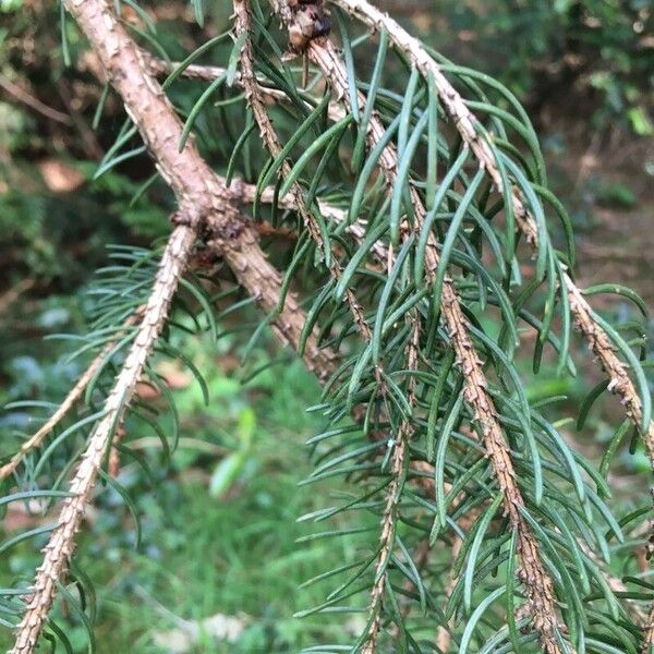 Picea brachytyla Feuille