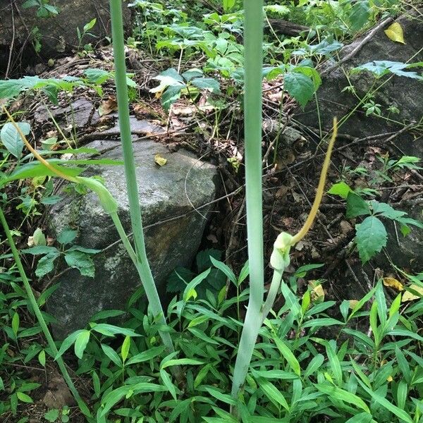 Arisaema dracontium Flower