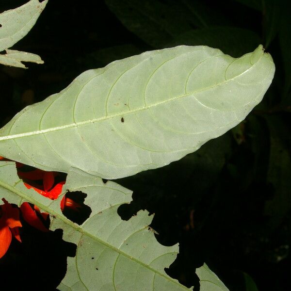 Aphelandra aurantiaca Leaf