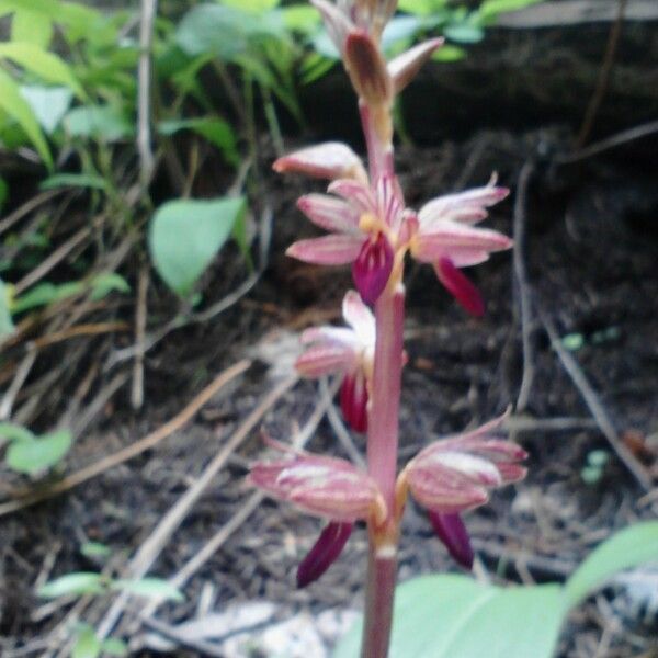 Corallorhiza striata Flower