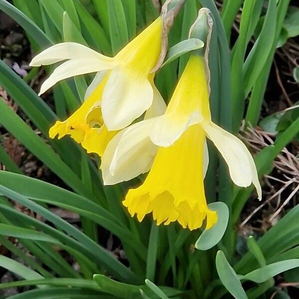 Narcissus bicolor 花