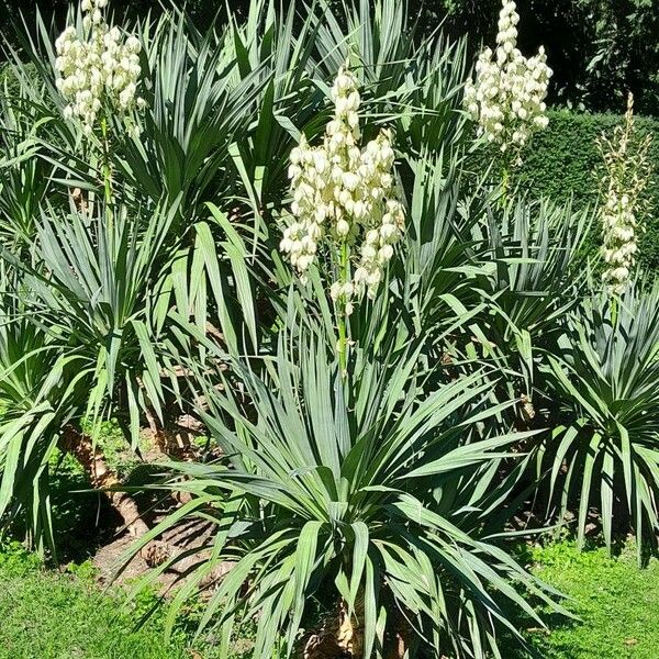 Yucca gloriosa Hábito