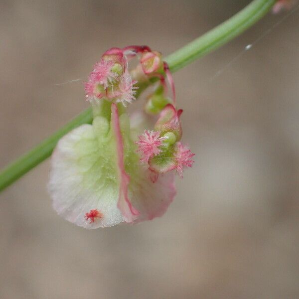 Rumex intermedius Fruit