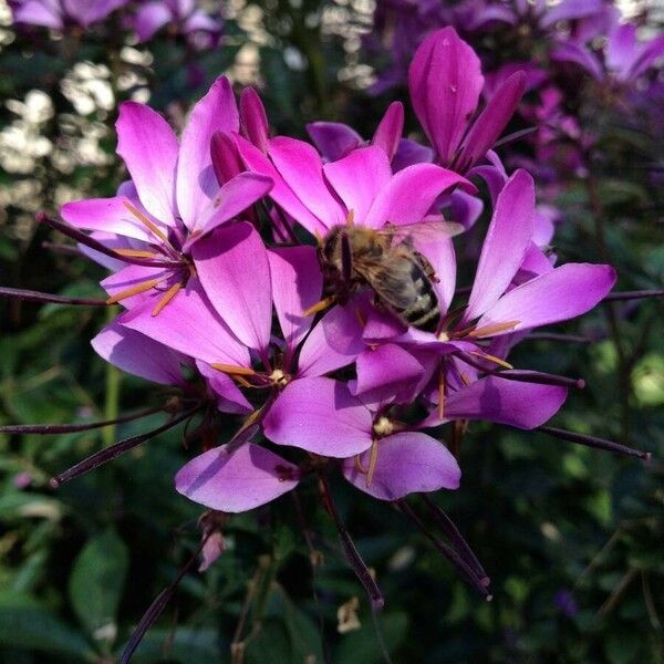 Cleome houtteana 花