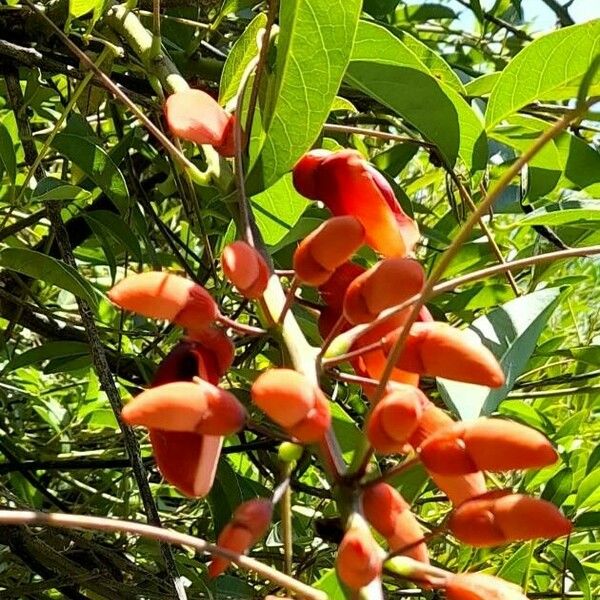 Erythrina crista-galli 花